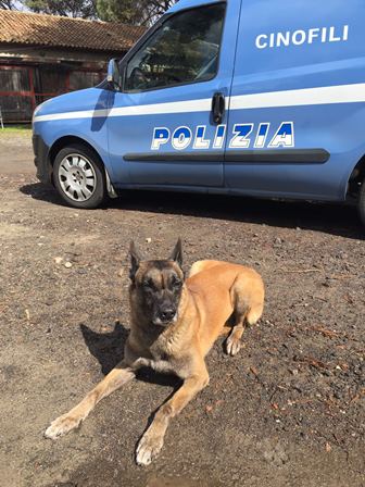 Polizia cane (1)