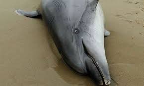 delfino spiaggiato