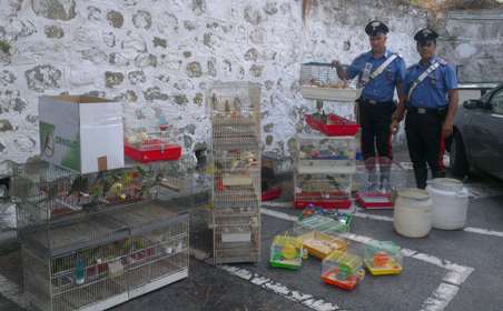 Foto sequestro fringillidi a cura Carabinieri di Patti (5)