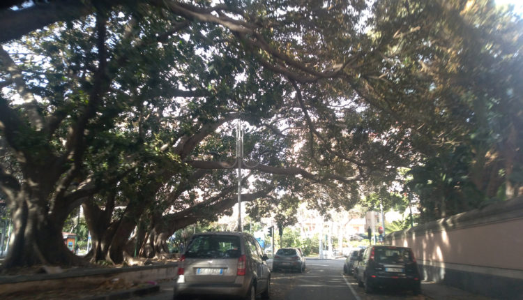 Alberi piazza santa maria di gesù