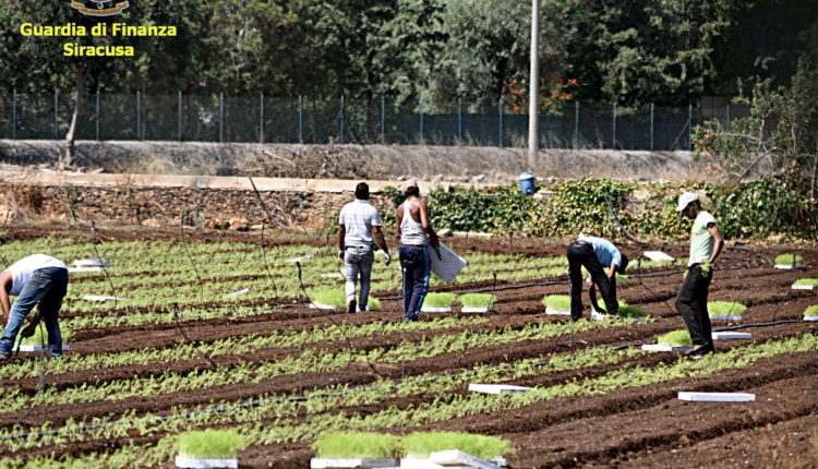 Caporalato Cassibile