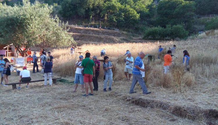 Festa della Mietitura Gioiosa Marea 2