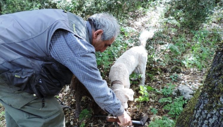 Tartufo siciliano PH MARIO PRESTIFILIPPO