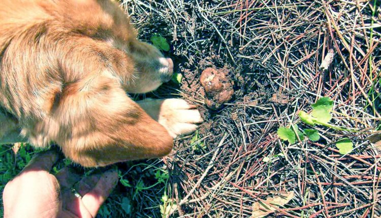 Tartufo siciliano cane Chiara e Tuber borchii – Ficuzza_phMarcoMorara