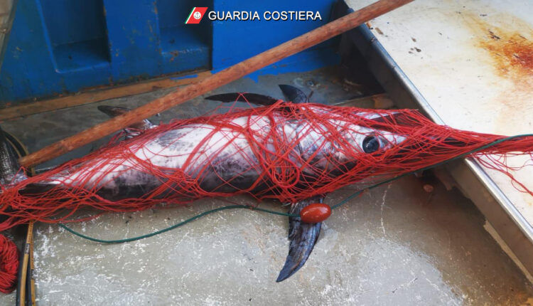 Pesca illegale Eolie3