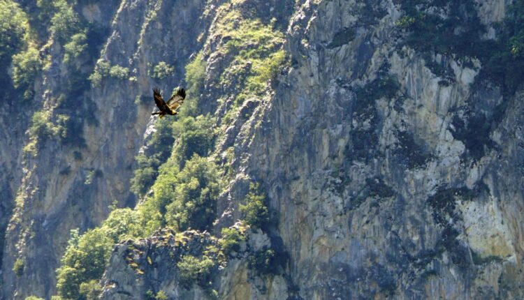 Aquila reale Sicilia