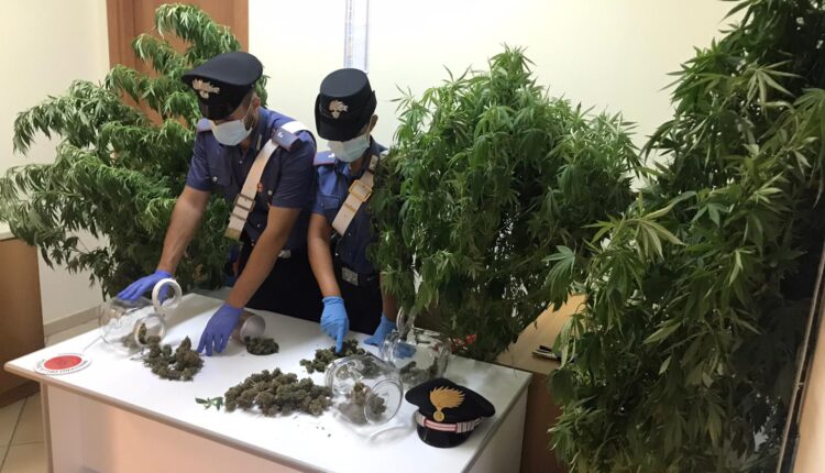 Sequestro marijuana e piante cannabis S.Agata