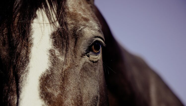 cavallo da corsa