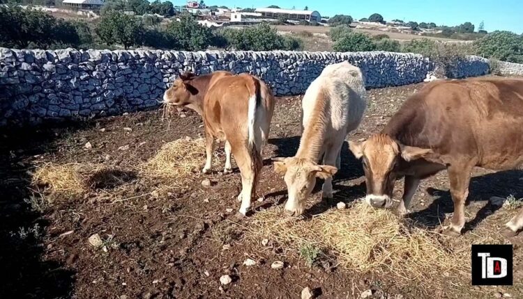 le tre mucche di Modica