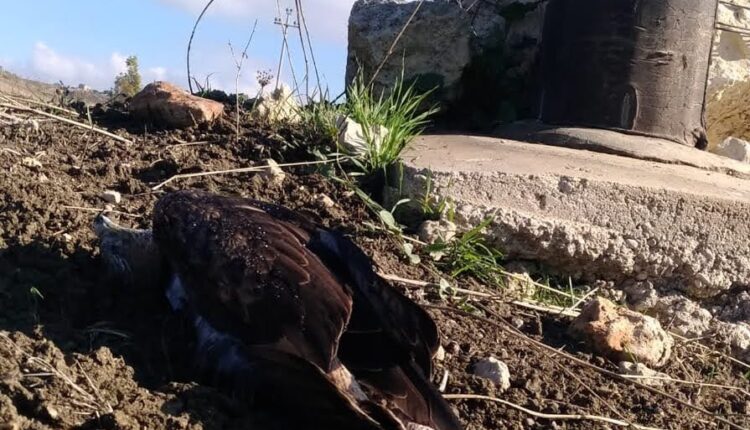 aquila bonelli folgorata