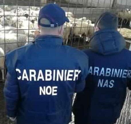 carabinieri Nas ovini