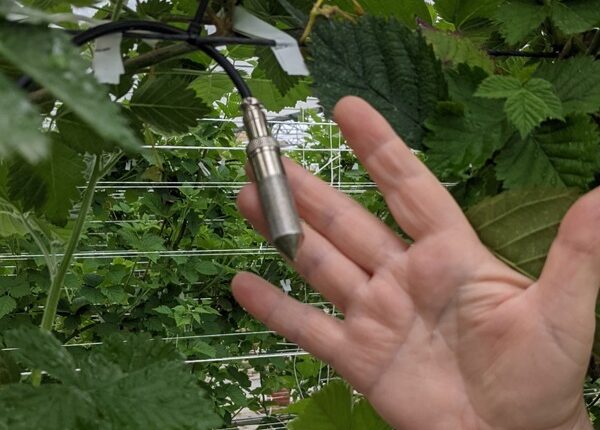 termoigrometro installato tra le piante