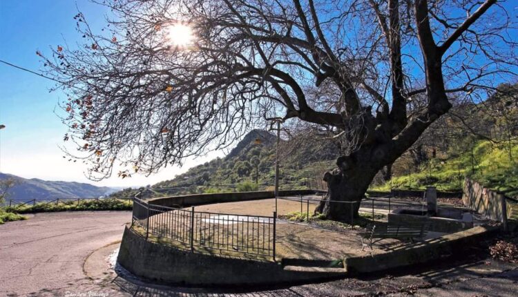 GRANITI_Albero monumentale