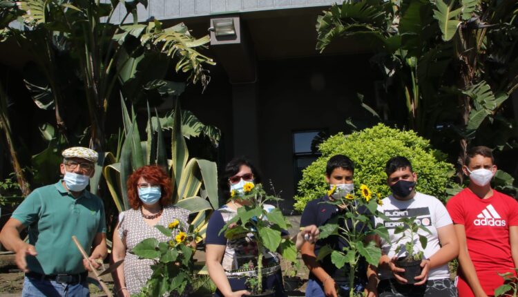 piantati i girasoli della legalità all’istituto fermi-eredia di catania (1)