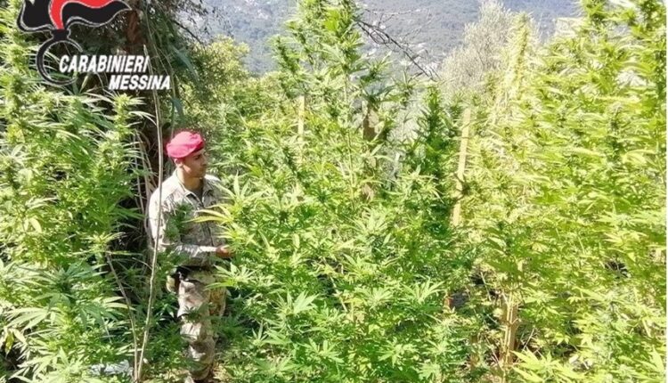 Tortorici arresto stupefacenti coltivazione marjuana