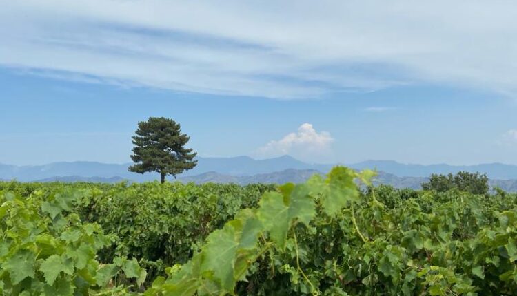 Etna vendemmia (3)