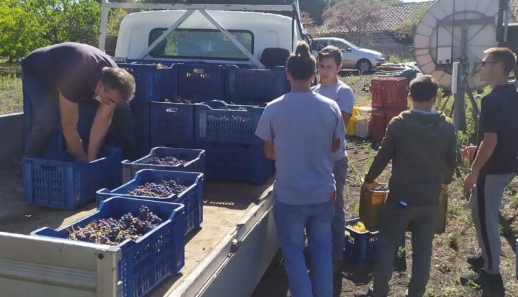 La Vendemmia per gli studenti dell%u2019istituto di istruzione superiore “E.Fermi-F.Eredia”di Catania (1)