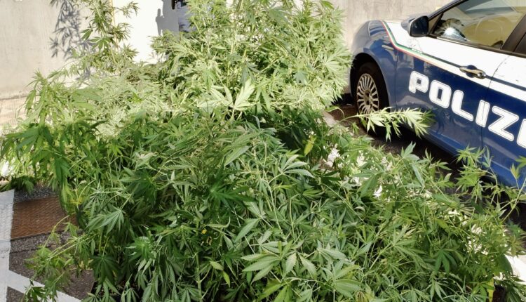 Foto per stampa piantagione marijuana 4