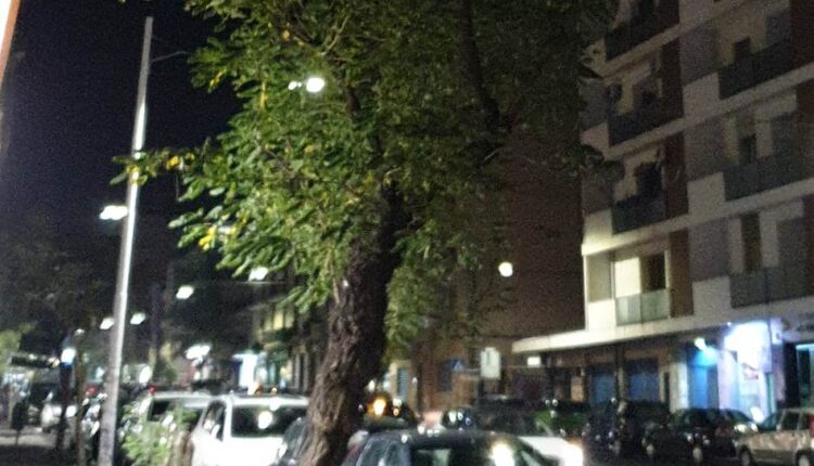 alberi viale mario rapisardi