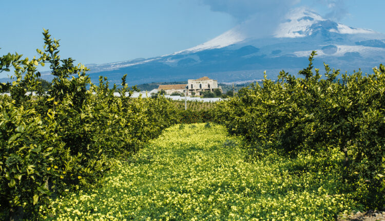 Contrada San Martino con l_Etna sullo sfondo