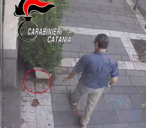 maltrattamenti animali