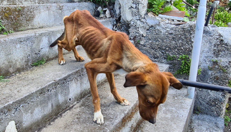 maltrattamento cane