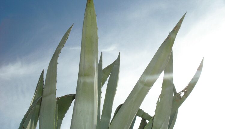 agave sisalana