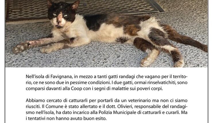 gatti favignana