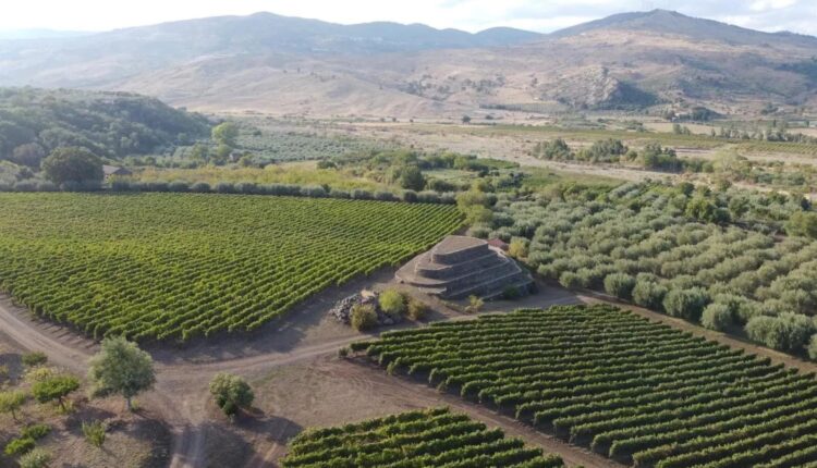 04. Al-Cantàra, foto con drone_ vigneti, uliveti e una delle Piramidi dell’Etna (settembre 2022)