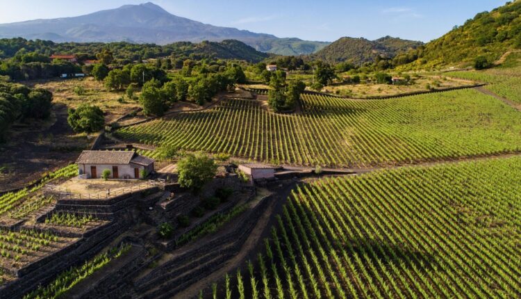 Serafica_vigna Etna