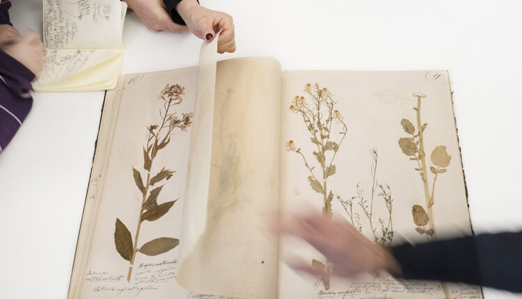 Alessandra Calò_Herbarium (3)
