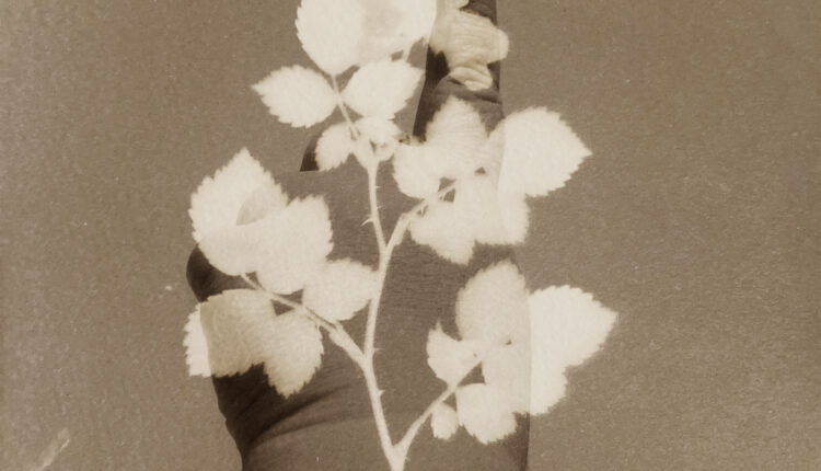 Alessandra Calò_Herbarium