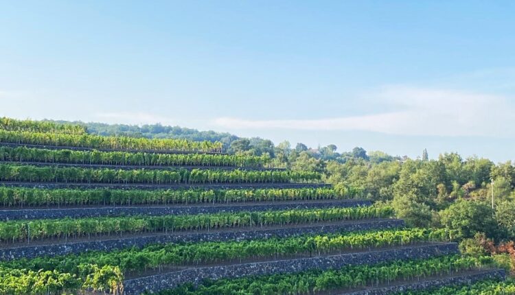MILO_terrazzamento con vigneti (ph. Melamedia)
