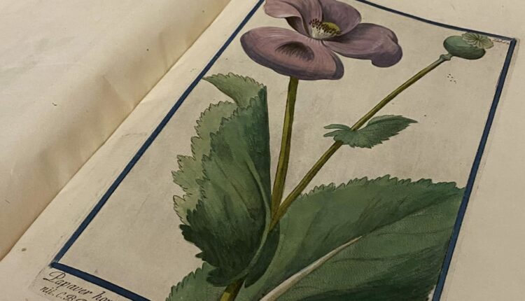 Mostra FEC_Allestimento_8 incisione dell’erbario Hortus Romanus di Liberato Sabbati